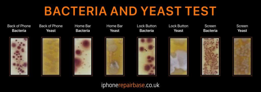bacteria and yeast test